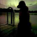 dog on dock northern lights