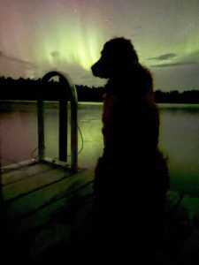dog on dock northern lights