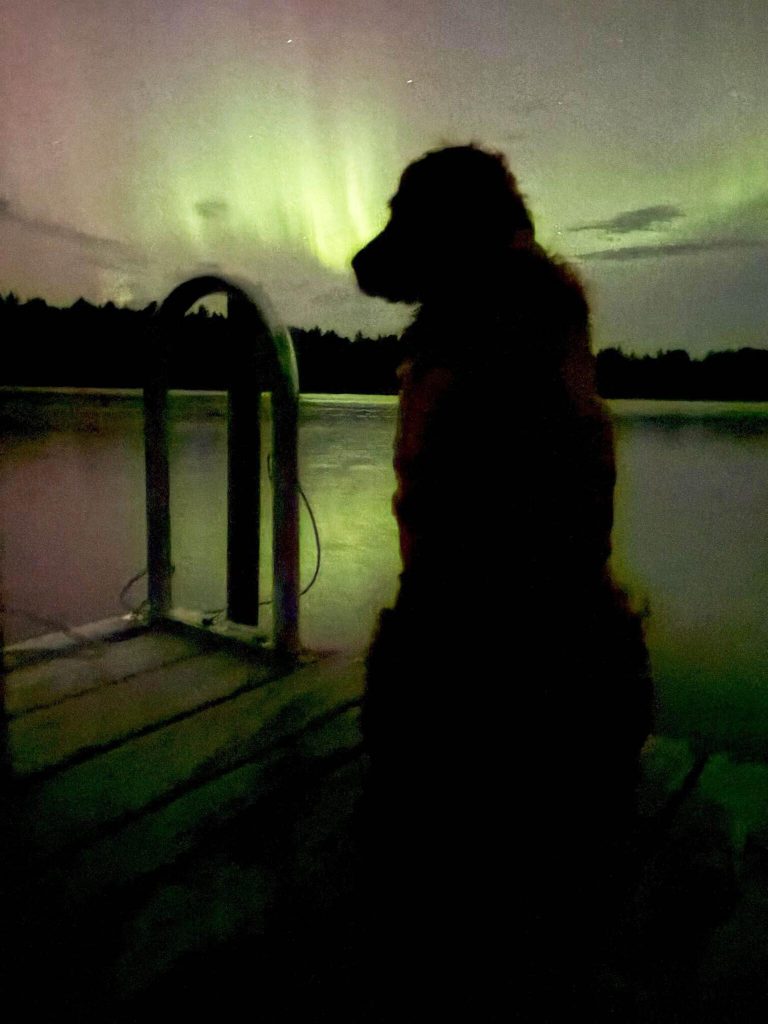 dog on dock northern lights